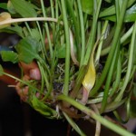 January 2010: Cryptocoryne