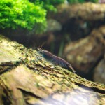 January 2010: Shrimp