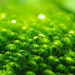 January 2010: Fissidens Moss
