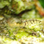 January 2010: Tiger Shrimp