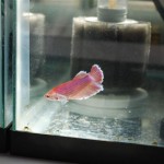 February 2010: One of Rick’s Bettas
