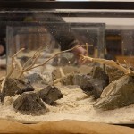 March 2010: Hardscape