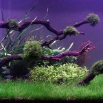 Eugen’s Aquarium