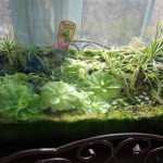 January 2011: Carnivorous Plant Emersed Setup