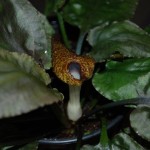 January 2011: Flowering Cryptocoryne