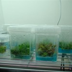 January 2011: Plants in Tissue Culture