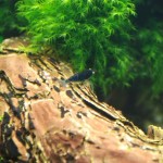 January 2011: Blue Tiger Shrimp