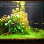 February 2011: Judi’s Aquarium