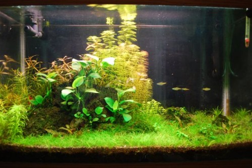 February 2011: Judi's Aquarium