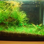 February 2011: Judi’s Aquarium