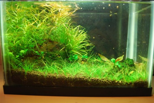 February 2011: Judi's Aquarium