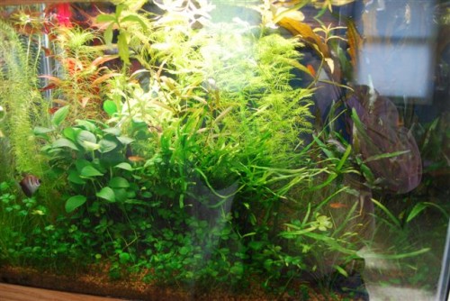 February 2011: Judi's Aquarium