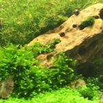 cropped-aqu-3.jpg